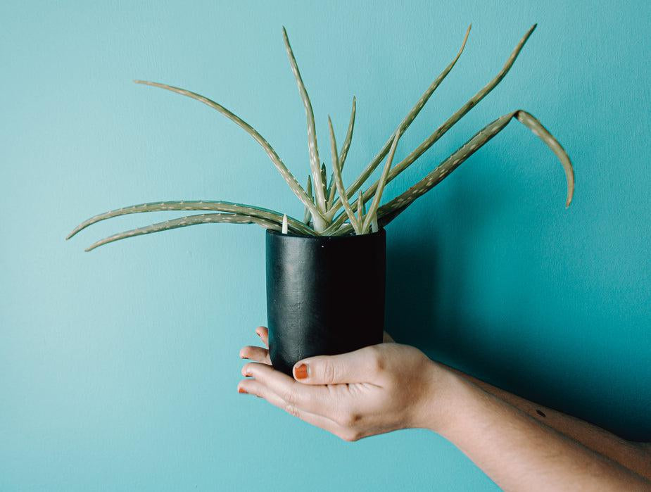 Aloe Vera: A Skincare Miracle for Glowing and Healthy Skin - Steel & Saffron Bath Boutique Inc.