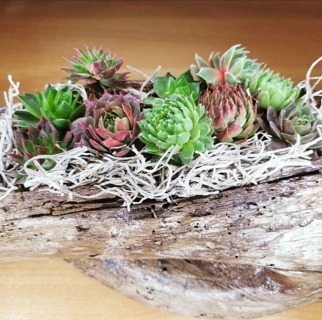 Can You Put Succulents In A Bathroom? - Steel & Saffron Bath Boutique Inc.